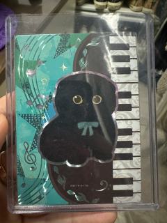 卡仕界猫福珊迪卡