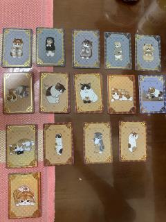 卡仕界猫福珊迪卡