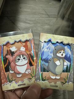 卡仕界猫福珊迪卡