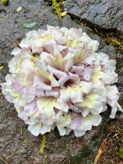 小野【回声-别靠近我】（粉蛤蟆）
从嫌弃到疯狂爱上。
图二猜