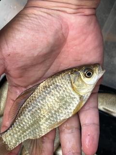 嚯！这条河这鱼情是真疯了啊！水草边上，巴掌大的鲫鱼一窝一窝的