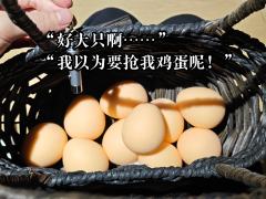 一刷以撒的时候就感觉《流氓叙事》这个本的《龙族》味很重,二刷