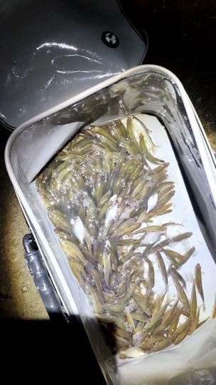 升温了出来野钓
钓位:还是出鱼最好的府河
水深在4米左右，最近涨水了
鱼竿用的4.5米的
饵料地狱猫腥饵
线组1.0➕0.4
鱼钩用的一小号的袖钩
鱼获差不多有30多尾
钓位可以开车就到很是方便！
野