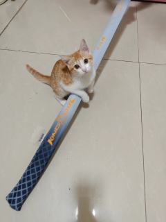 没办法，拗不过孩子喜欢，还是买了，
一顿饭钱的事，又不是买不