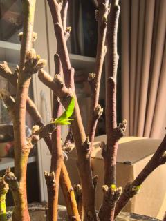 角色：许岱山
时长：9.5h
评分：7.8/10（原作）8.