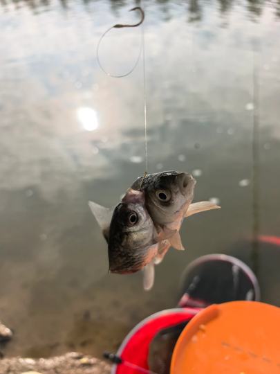 七八月份的时候去的黑风口，那时候真的是盛世啊，鱼多人也多，流水太快了，当时用的5.4鱼竿钓的闷杆，5号海夕1号子线，有动作就提竿了，没想到来了个这个，一勾两条鱼。