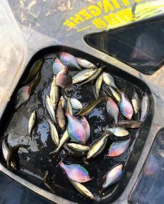 • 抛竿：双脚与肩同宽，肘贴身，腕发力，轻抛定点，每次落点一