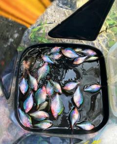 • 抛竿：双脚与肩同宽，肘贴身，腕发力，轻抛定点，每次落点一