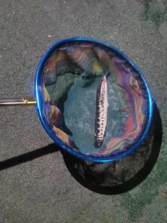 意外上的黑鱼玩的是台钓，饵是用鲜活的大号黑蚯蚓，挂钩时从蚯蚓