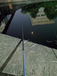 意外上的黑鱼玩的是台钓，饵是用鲜活的大号黑蚯蚓，挂钩时从蚯蚓