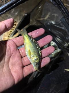 小清河每次钓都能钓很多个鱼种，小鲤鱼啊鲫鱼啊镜鲤啊草鱼，白条