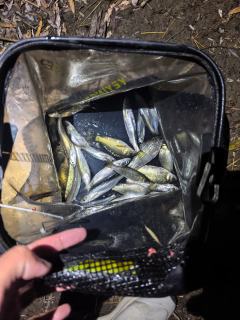 小清河每次钓都能钓很多个鱼种，小鲤鱼啊鲫鱼啊镜鲤啊草鱼，白条