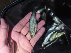 小清河每次钓都能钓很多个鱼种，小鲤鱼啊鲫鱼啊镜鲤啊草鱼，白条