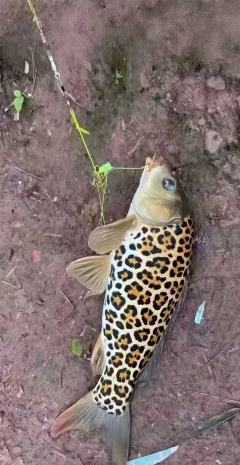 日期/时间: 2026年1月29日 20:00-21:50
