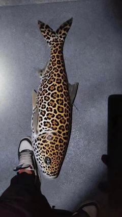 日期/时间: 2026年1月29日 20:00-21:50
