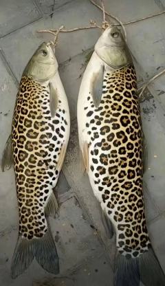 日期/时间: 2026年1月29日 20:00-21:50
