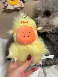 可塑性特别强的大风中凌乱哈哈
真的超级爱 最后没忍住还是收了