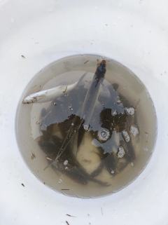 日期/时间：20260115
· 地点：牟汶河
· 天气与气