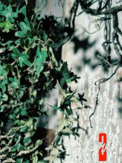 📝📝📝信息📝📝📝
✅主题：INSANE2
✅类型