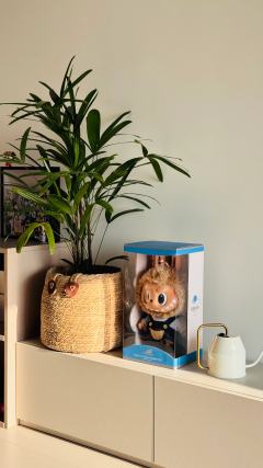 我终于把它带回家了，太感动了🥲抢了很久，这次终于赢了黄牛一