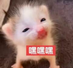 新买的第五人格旺仔联动到货啦！！