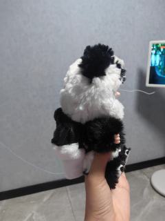 两只小熊猫到家啦～～～
可爱可爱～～～
听说是唯一一只可以坐