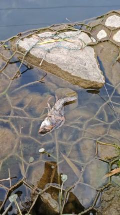 先别管这识别了 可怜这鱼了
被电工电死的 真残忍
不过感觉那