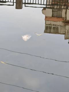 先别管这识别了 可怜这鱼了
被电工电死的 真残忍
不过感觉那