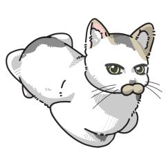 购买后给我发发送你们家小猫的照片就可以啦！

主页有抽选