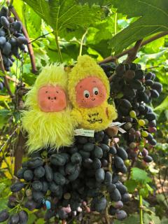 葫芦娃星星人
葡萄星星人
猫尾巴刘海星星人
欧到爆的搪胶星星