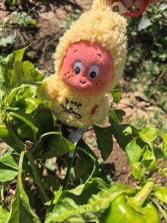 葫芦娃星星人
葡萄星星人
猫尾巴刘海星星人
欧到爆的搪胶星星