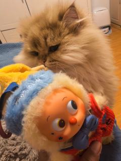 葫芦娃星星人
葡萄星星人
猫尾巴刘海星星人
欧到爆的搪胶星星