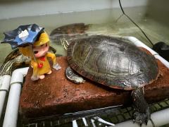 弟弟发现哥哥和妹妹穿的黄雨衣…瞬间感觉被孤立了，哭唧唧…最后