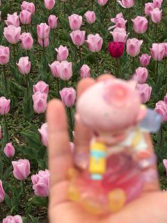 带着Dimoo看春天