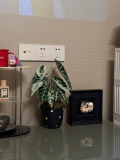 之前的绿植被我养死了 用拼豆拼一个永生的
拼了一整天 累晕