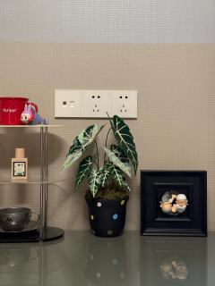 之前的绿植被我养死了 用拼豆拼一个永生的
拼了一整天 累晕