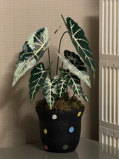 之前的绿植被我养死了 用拼豆拼一个永生的
拼了一整天 累晕