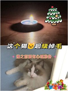 🍁综合体验7.7分🍁

📚弁言📚
1️⃣以上评分是综