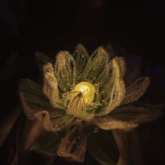 “爱上一个人,并非要与他万劫不复才算坦诚,而是无论顺境逆境,