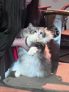 店铺：谎宴·云胡岛剧本杀推理社
DM：噗噗
NPC：SEVE