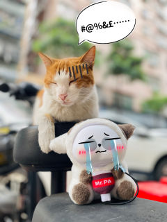 突发奇想去骑行，一个人又略显孤单，于是带上了老耙，中途又热又