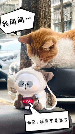 突发奇想去骑行，一个人又略显孤单，于是带上了老耙，中途又热又